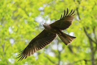 Black kite (Milvus migrans) flying in a forest in early summer, Bavaria, Germany