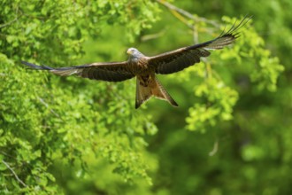 Red kite (Milvus milvus) flying in a forest in early summer, Bavaria, Germany