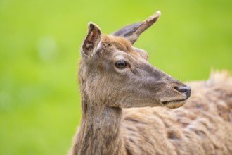 Red deer (Cervus elaphus) hind, portrait, Bavaria, Germany