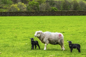 Sheep and farm in Lake District National Park, Coniston Water, Cumbria, England, United Kingdom