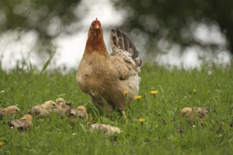 Domestic chicken with a few days old young ones looking for food in a meadow, free-range, organic