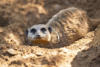 Meerkat (Suricata suricatta) digging in the sand, captive, Zoo Augsburg, Bavaria, Germany