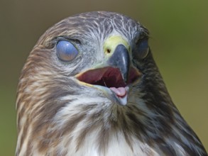 Buzzard portrait with closed eyes, Berlin, Germany