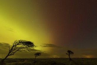 Northern lights with three trees at the North Sea, Munkmarsch, Sylt, Schleswig-Holstein