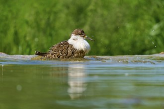 Bird swimming in the water, water droplets flying in the air, Ruff (Calidris pugnax), Spring,