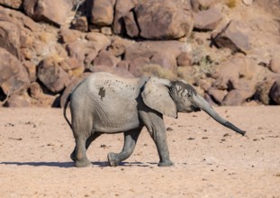 Juvenile African elephant (Loxodonta africana), desert elephant, near the Hoanib River, Damaraland,