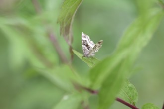 Grey-banded lacewing (Epirrhoe alternata), moth, leaves, The butterfly sits hidden on a leaf in the