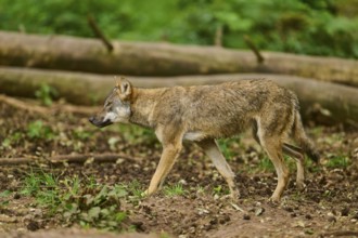 Wolf (Canis lupus), walking on the forest floor, surrounded by trees, Germany