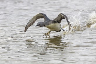Red-throated diver (Gavia stellata) taking off on the water, Aventdalen, Longyearbyen, Spitsbergen,
