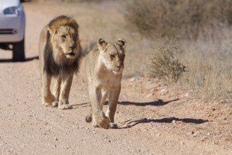 African lions (Panthera leo), two adults, male and female, walking on a dirt road, followed by an