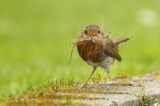 European robin (Erithacus rubecula) adult bird in an urban garden with nesting material in its beak
