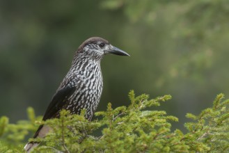 Spotted Nutcracker (Nucifraga caryocatactes), Grisons, Switzerland