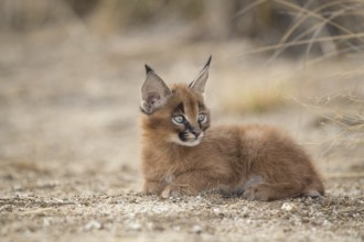 Caracal (Caracal caracal) cub resting, Castile-La Mancha, Spain