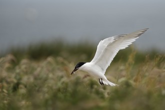 Sandwich Tern (Thalasseus sandvicensis) flying with fish in its beak, Farne Islands, United Kingdom