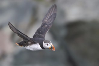 Atlantic Puffin (Fratercula arctica) flying, Newfoundland, Canada