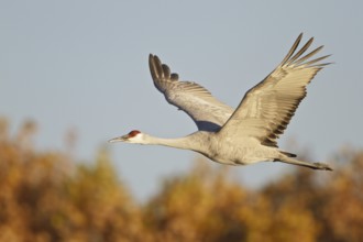 Sandhill Crane (Antigone canadensis) flying, New Mexico, USA