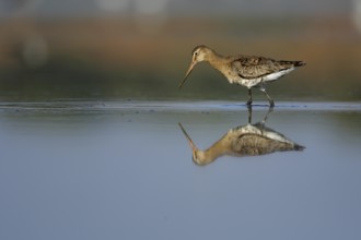 Black-tailed Godwit (Limosa limosa) foraging, Seville, Spain