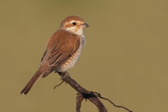Red-backed Shrike (Lanius collurio) female, Lake Neusiedl, Austria