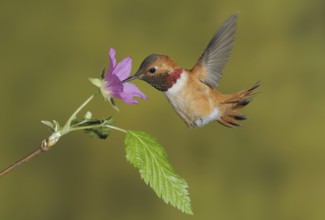 Rufous Hummingbird (Selasphorus rufus) male, British Columbia, Canada