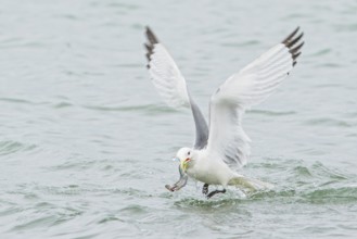 Black-legged Kittiwake (Rissa tridactyla) feeding in the ocean near Nome, Alaska