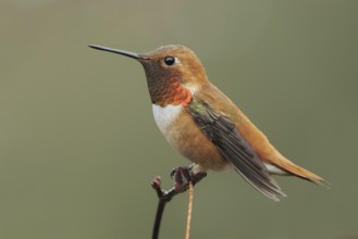 Rufous Hummingbird (Selasphorus rufus) male, British Columbia, Canada