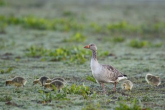 Greylag Goose (Anser anser) with chicks, Netherlands