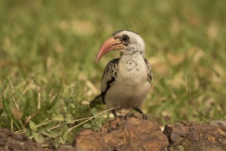 Western Red-billed Hornbill (Tockus kempi), Gambia