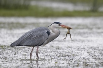 Grey Heron (Ardea cinerea) eating frog, North Rhine-Westphalia, Germany