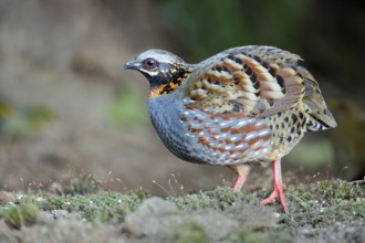 Rufous-throated Partridge (Arborophila rufogularis), Yunnan, China
