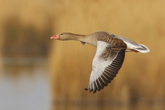 Greylag Goose (Anser anser) flying, Lake Neusiedl, Austria