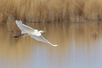 Great Egret (Ardea alba) flying, Lake Neusiedl, Austria