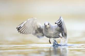 Black-headed Gull (Chroicocephalus ridibundus) flying, North Rhine-Westphalia