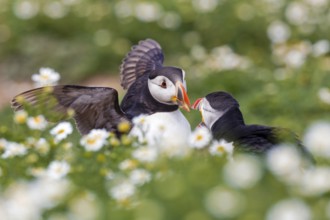 Atlantic Puffin (Fratercula arctica), Wales, United Kingdom