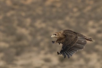 Bateleur (Terathopius ecaudatus) juvenile flying, Northern Cape, South Africa