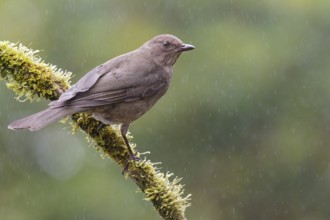 Mountain Robin (Turdus plebejus) perched on a branch in Costa Rica