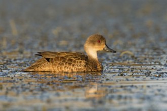 Grey Teal (Anas gracilis), Victoria, Australia
