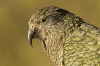 Portrait of a juvenile kea (Nestor notabilis)