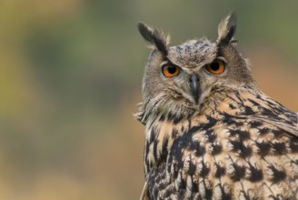Eurasian Eagle-Owl (Bubo bubo) captive, Schwyz, Switzerland