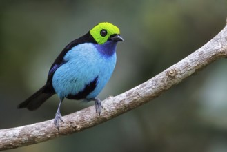 Paradise Tanager (Tangara chilensis) perched on a branch in Manu National Park, Peru