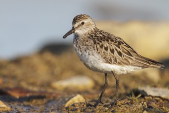 Semipalmated Sandpiper (Calidris pusilla) in a pond in the tundra near Churchill, Manitoba, Canada