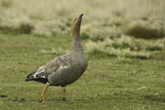 Ruddy-headed Goose (Chloephaga rubidiceps), Falkland Islands