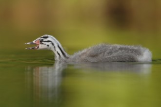 Great Crested Grebe (Podiceps cristatus) juvenile, North Rhine-Westphalia, Germany