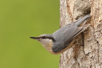 Eurasian Nuthatch (Sitta europaea), St. Gallen, Switzerland