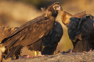 Cinereous Vulture (Aegypius monachus), Madrid, Spain