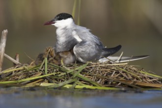 Whiskered Tern (Chlidonias hybrida) chick, Andalusia, Spain