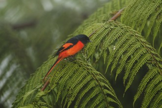 Grey-chinned Minivet (Pericrocotus solaris) male, Fraser's Hill, Malaysia