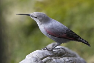 Wallcreeper (Tichodroma muraria), Alps, Austria