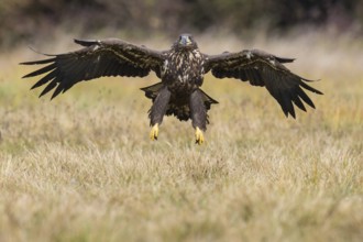 White-tailed Eagle (Haliaeetus albicilla) flying, Kutno, Poland