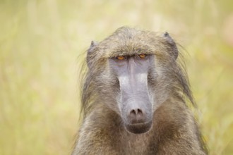 Bärenpavian, Papio ursinus Chacma Baboon, Papio ursinus