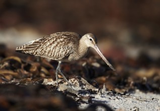 Bar-tailed Godwit (Limosa lapponica), Schleswig-Holstein, Germany